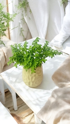 Pilea Microphylla - comprar online