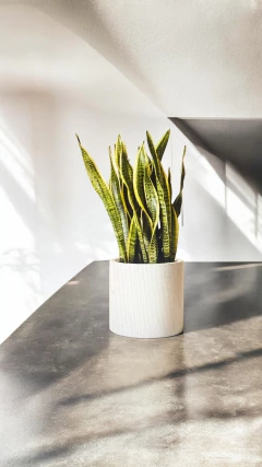 Sansevieria - comprar online