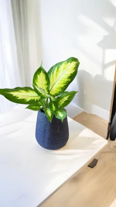 Dieffenbachia Mariana - comprar online