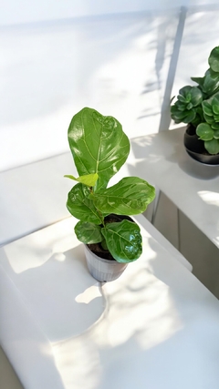 Ficus Pandurata - comprar online