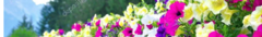 Banner de la categoría Remeras