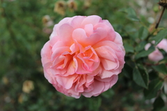 Abraham Darby® (Auscot) - comprar online