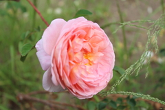 Abraham Darby® (Auscot)