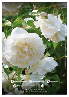 Catálogo de Jardín - comprar online