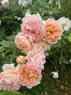 Crown Princess Margareta® (Auswinter)