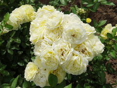 Comtesse Du Barry