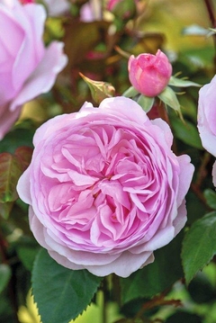 Olivia Rose Austin® (Ausmixture)
