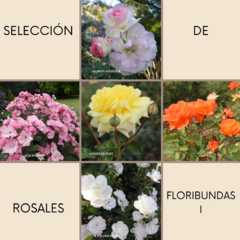 12- Selección Floribundas I - comprar online