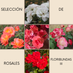 14- Selección Floribundas III - comprar online