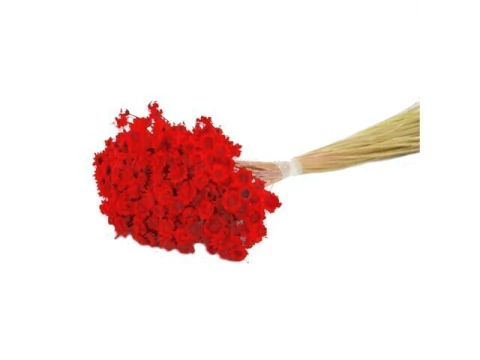 ARRANJO MINI FLOR DESIDRATADO SEMPRE VIVA 1 MACO VERMELHO