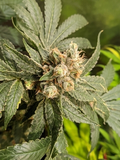BONAVENA - x 12 Reg - El pampa
