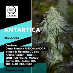 ANTARTIDA x 12 Regu - comprar online