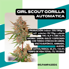 GIRL SCOUT GORILLA X 5