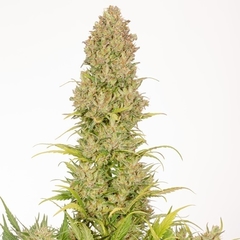 WHITE DELICIOUS x 3 Auto - comprar online