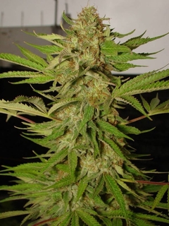 WHITE DELICIOUS x 3 Auto - tienda online