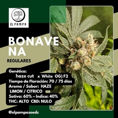 BONAVENA x 6 Regu - comprar online