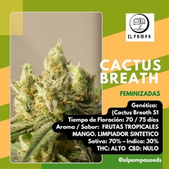 CACTUS S1 FEM x 50 UNIDADES - comprar online