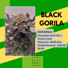 BLACK GORILA x 5 fem - comprar online