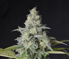 CREMA DE CACTUS x 3 Fem - El pampa
