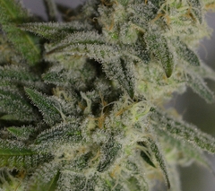 CREMA DE CACTUS FEM x 5 unidades