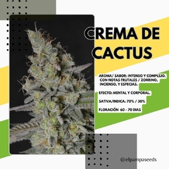 CREMA DE CACTUS x 3 Fem en internet