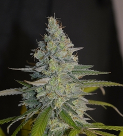 CREMA DE CACTUS x 3 Fem - tienda online