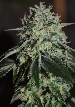 PAMPAS OG - x 6 Regu - El pampa