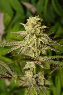 FUEGO BLANCO x 12 Reg - tienda online