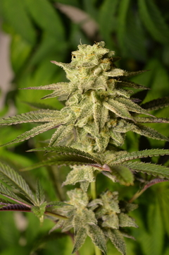 FUEGO BLANCO FEM - comprar online