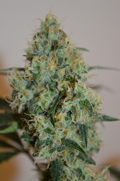 FUEGO BLANCO x 12 Reg - El pampa