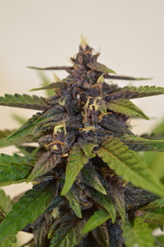 SWEET DARK CBD x 3 Auto - tienda online