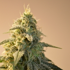 LOTUS BREATH x 3 Fem - tienda online