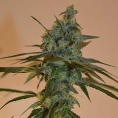 Imagen de LOTUS BREATH x 3 Fem