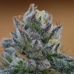 CACTUS S1 x 3 Fem - El pampa