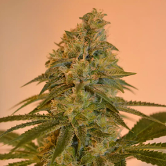 Imagen de KALAFATE KUSH x 12 Reg