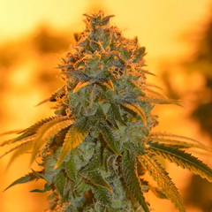 KALAFATE KUSH x 12 Reg en internet