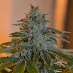 KALAFATE KUSH x 12 Reg - tienda online