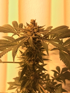 URITORCO KUSH X 5 en internet
