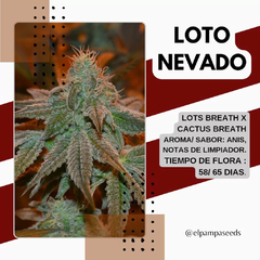 LOTO NEVADO X 5 - comprar online