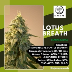 MIX FEMINIZADAS x3 (Crema cactus, Pampa Kush, Lotus Breath) en internet
