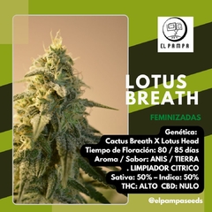 LOTUS BREATH x 5 Fem - comprar online