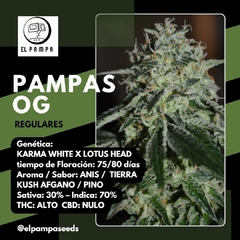 PAMPAS OG - x 12 Reg - comprar online