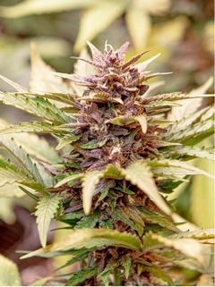 SWEET DARK CBD x 3 Auto en internet
