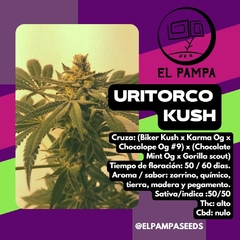 URITORCO KUSH X 5 - comprar online