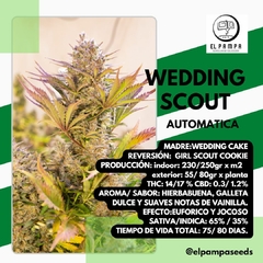 WEDDING SCOUT x 3 Auto
