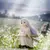 YUMEMIRIZE SOUSOU NO FRIEREN - FRIEREN "IN THOSE DAYS" - comprar online