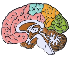 Cerebro Colores