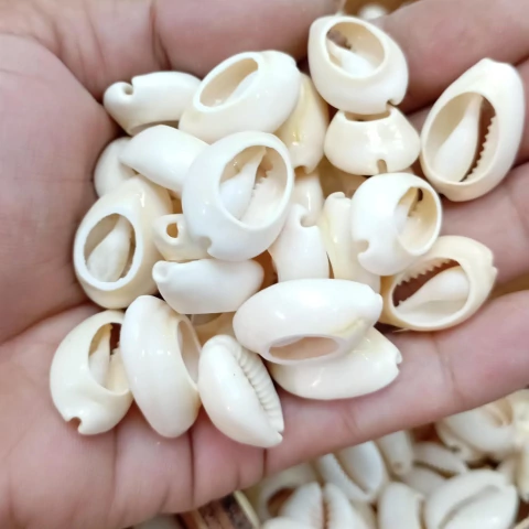 Buzios partidos 16mm x 25 grs. - comprar online