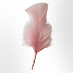 Plumas de gallo mini premium x 50 unidades en internet