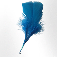 Imagen de Plumas de gallo mini premium x 50 unidades